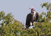 Lappet faced Vulture_ANL_6055